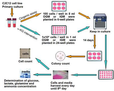 α-Ketoglutarate stimulates cell growth through the improvement of glucose and glutamine metabolism in C2C12 cell culture